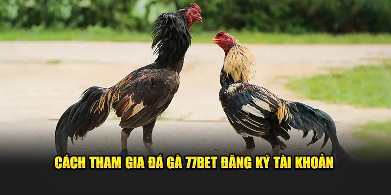 Cách tham gia đá gà 77bet đăng ký tài khoản